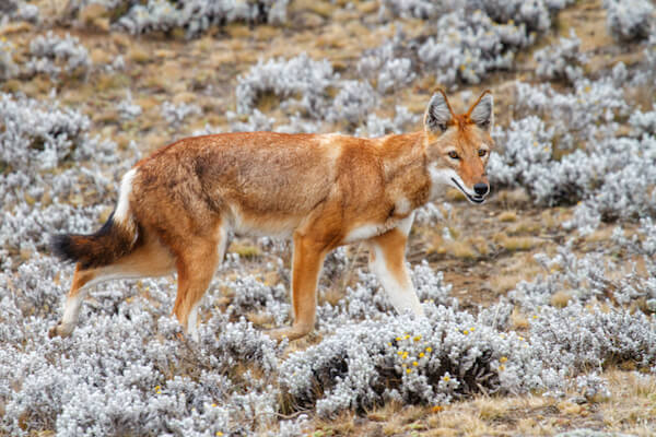 Ethiopian Wolf in the Bale Mountains of Ethiopia