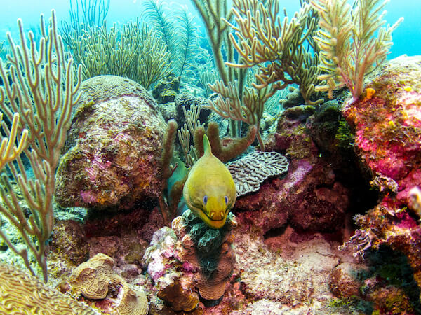 belize green moray eel