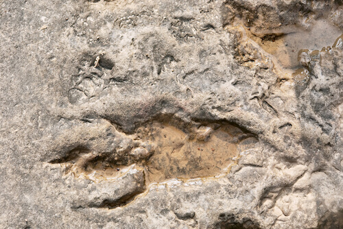 dinosaur footprint in lesotho