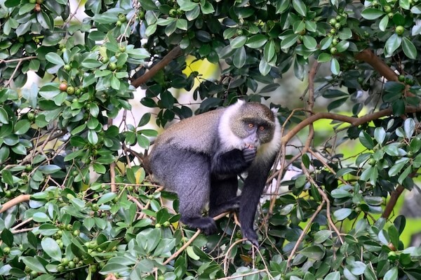 kenya blue monkey dmatneck