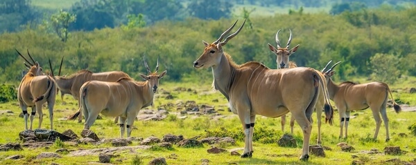 common eland