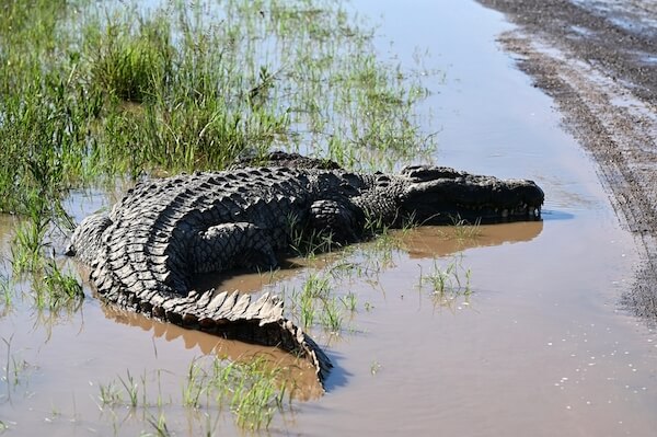 kenya crocodile