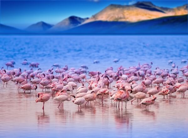 kenya flamingos