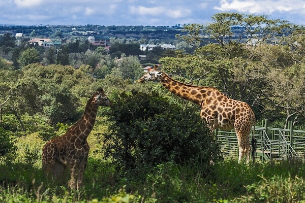 giraffe center sbhughes ssk