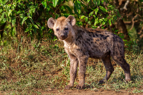 kenya spotted hyena