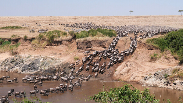 wildebeest migration kenya