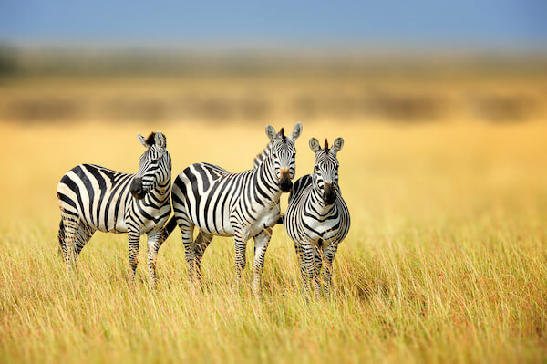 kenya zebras