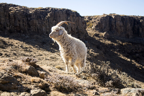 Angora goat