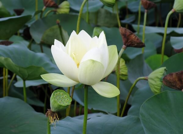 white lotus flower in bloom macau lotus flower