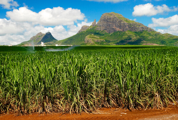 sugarcane fields in Mauritius