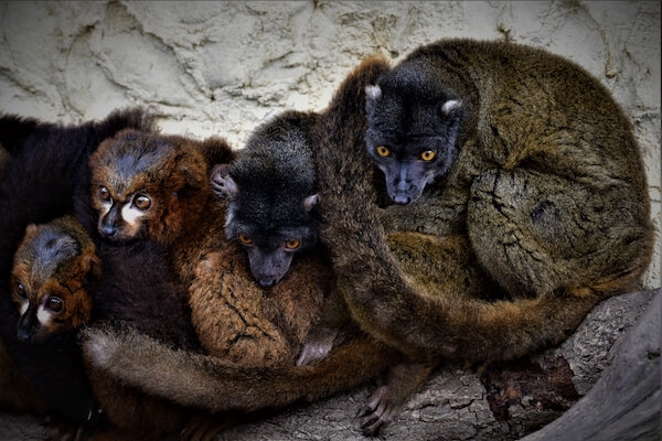 mongoose lemur