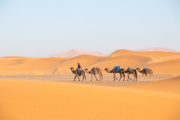 camel trek in the Sahara