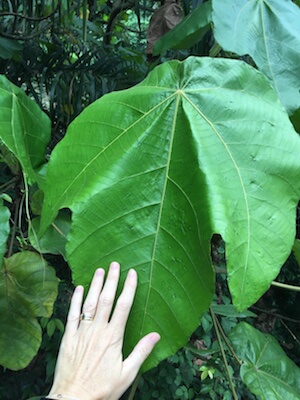 Singapore plants Singapore plants