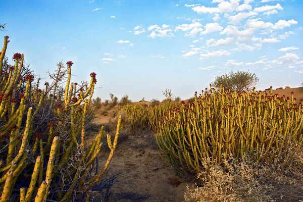 Thar desert