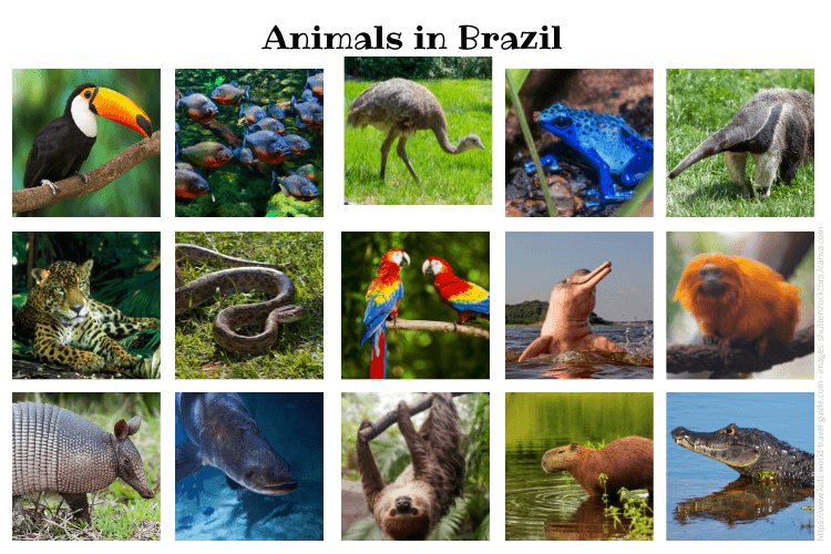 Animals in Brazil at a glance animals in brazil at a glance