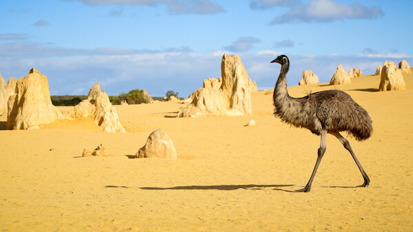 Australian desert with emu
