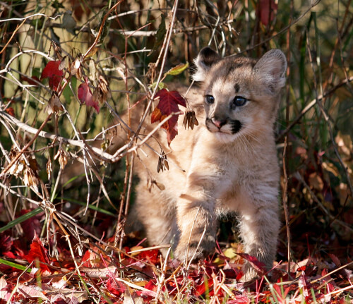 Baby cougar
