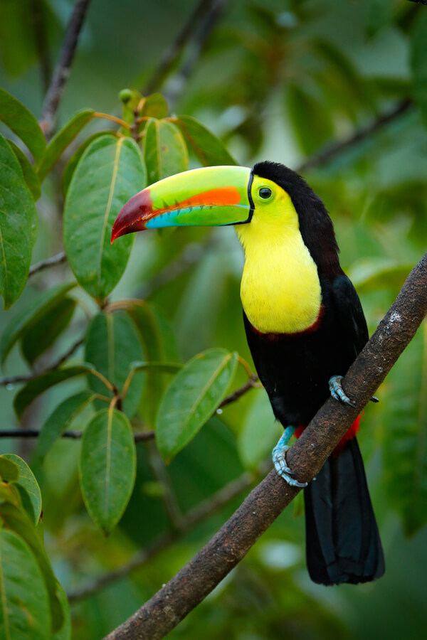 belize toucan