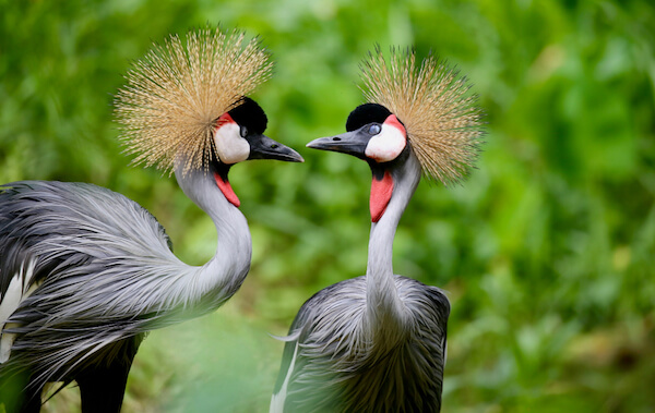 Grey crowned cranes
