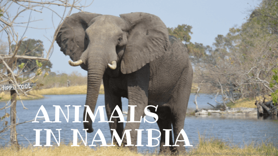 animals in namibia