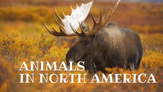 animals in north america - kids world travel guide