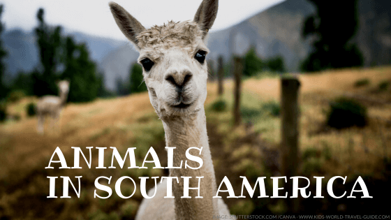 animals in south america - kids world travel guide