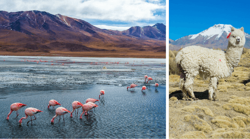 Salar de Uyuni and alpaca Bolivia facts for kids: impressions