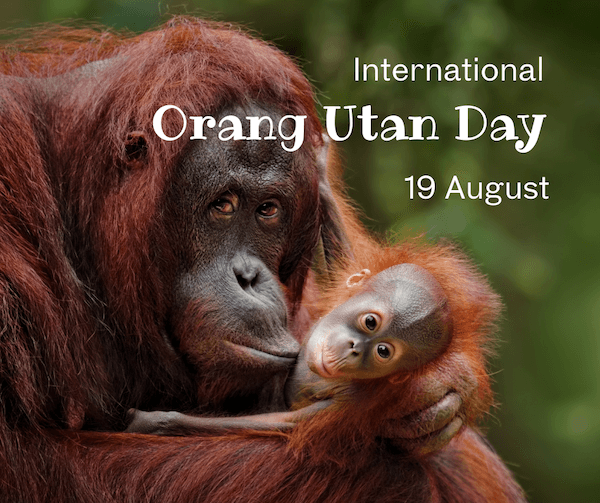 orangutan_day