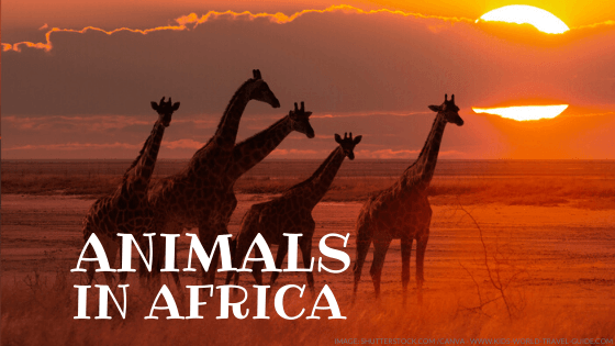 animals in africa